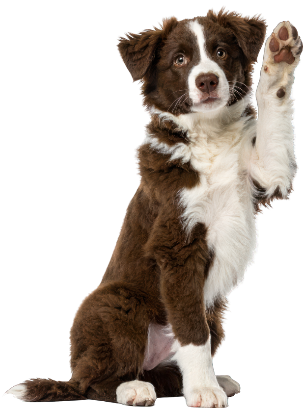Dog Image